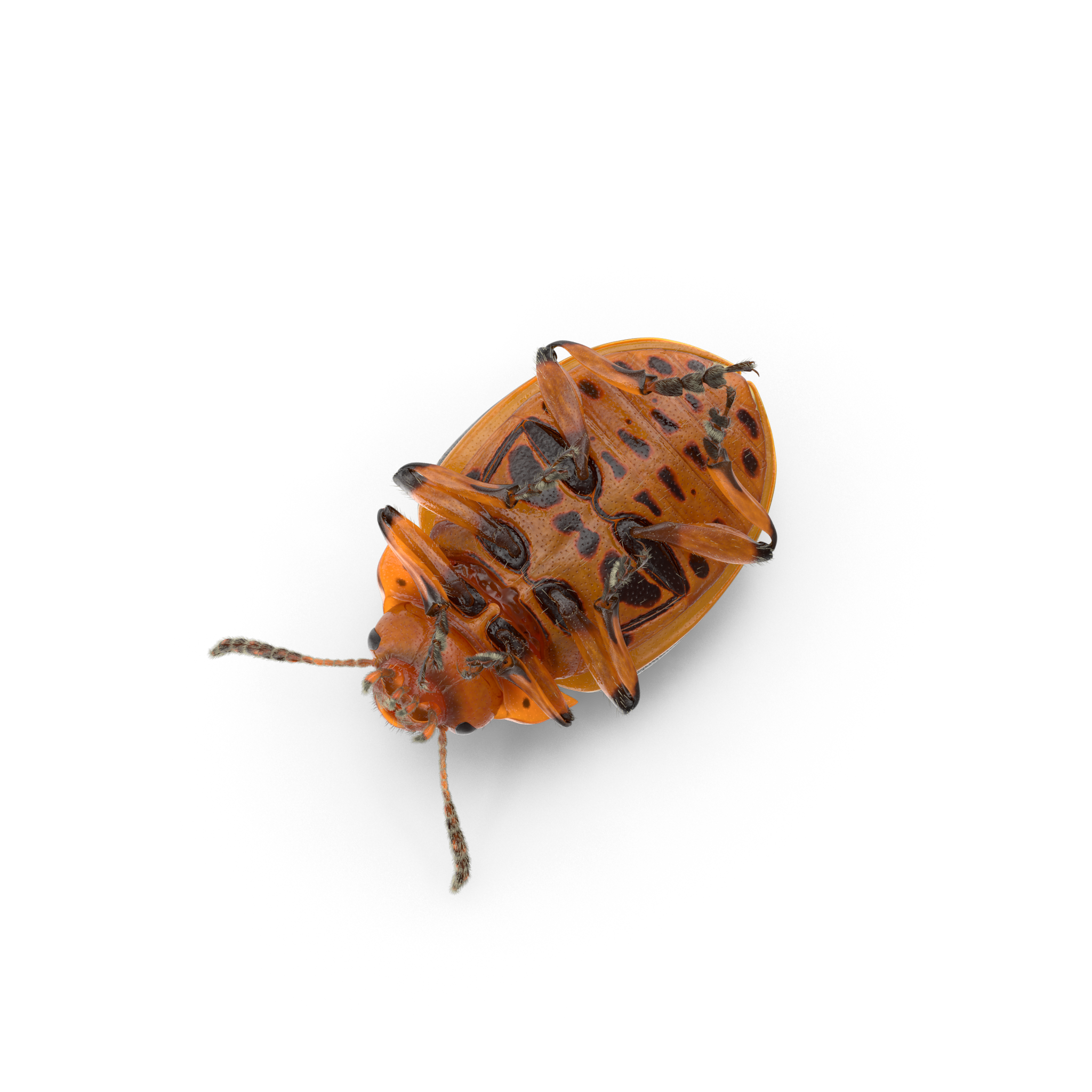 pest control
