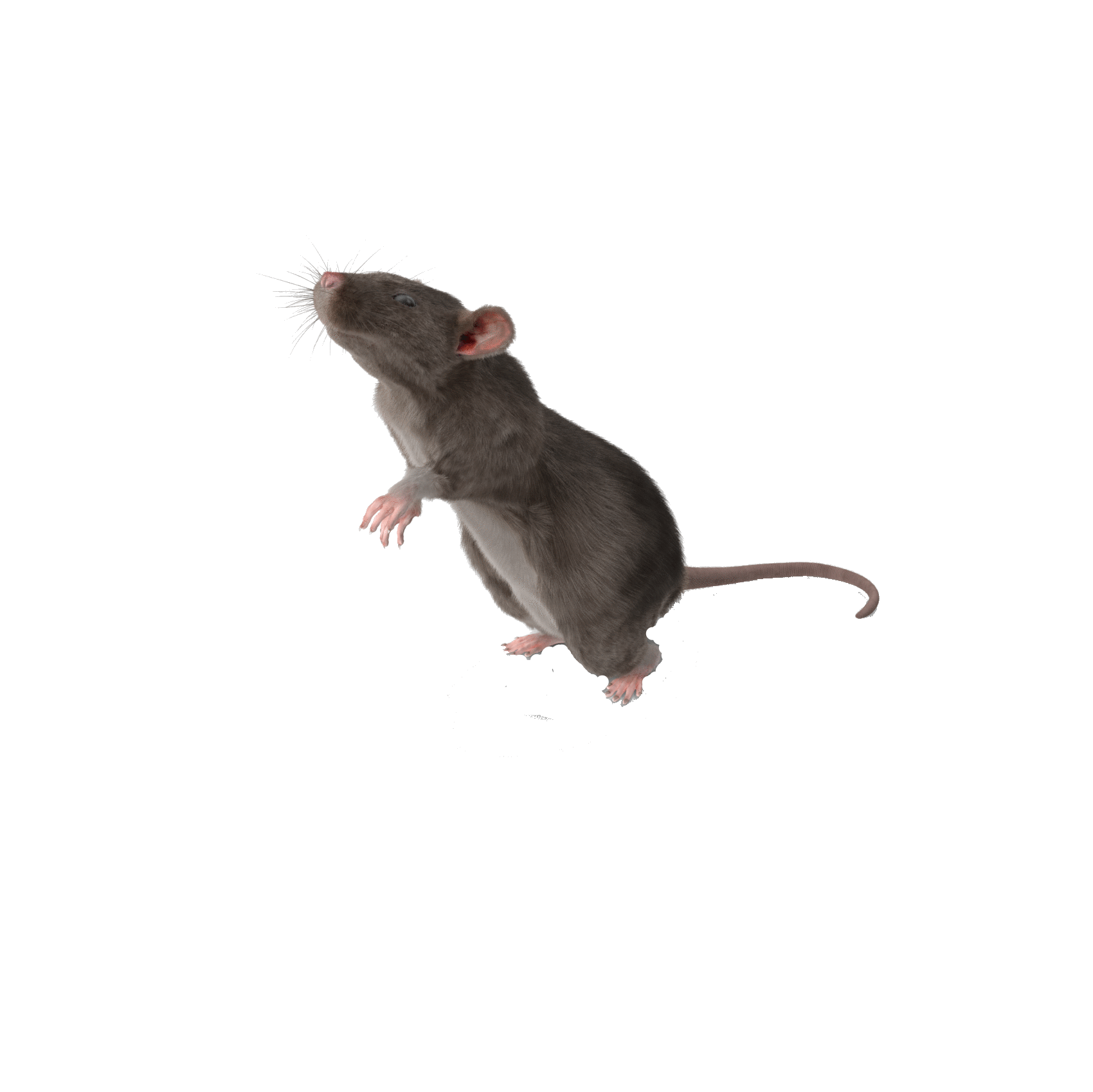 pest control