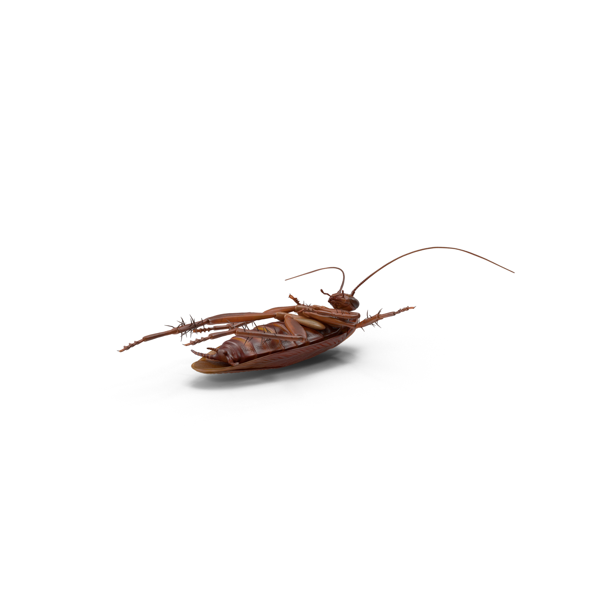 pest control